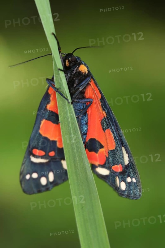 Scarlet Tiger Moth