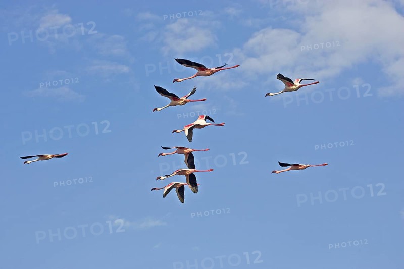 LESSER FLAMINGO