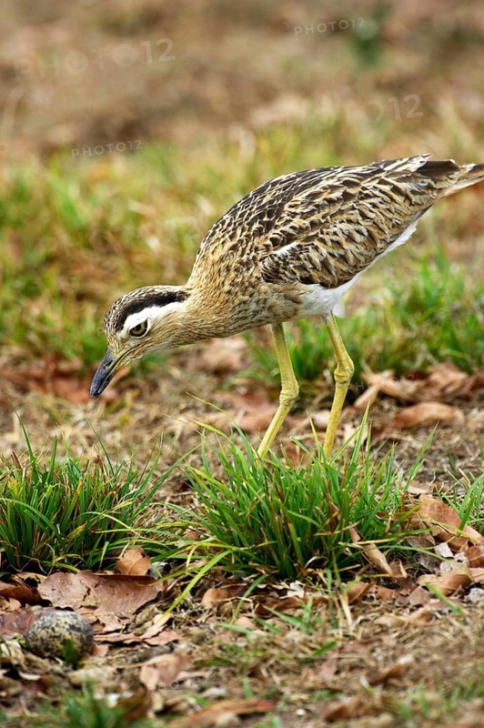 Double striped thick knee