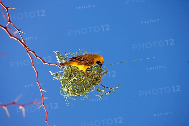 Southern Masked Weaver