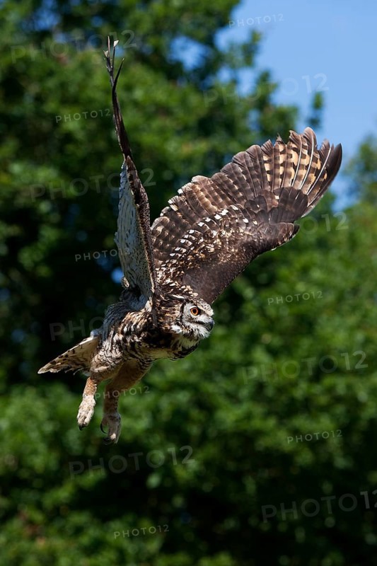 Cape Eagle Owl