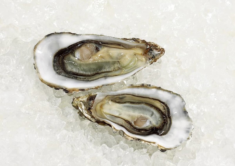 FRENCH OYSTER MARENNES D'OLERON ostrea edulis ON ICE