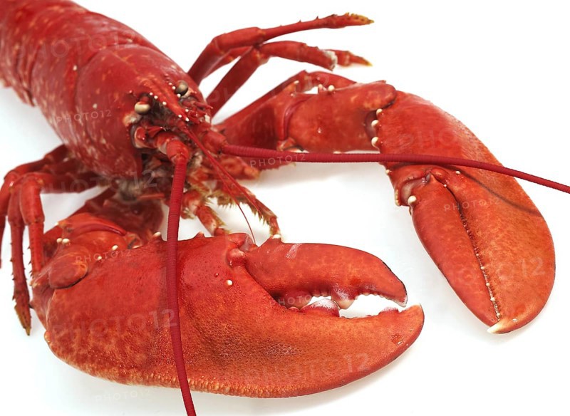 BOILED LOBSTER