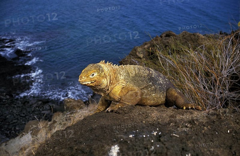 Galapagos Land Iguana