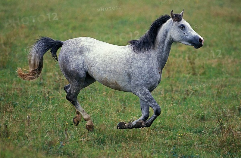 Shagya horse