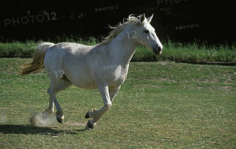 LIPIZZAN HORSE