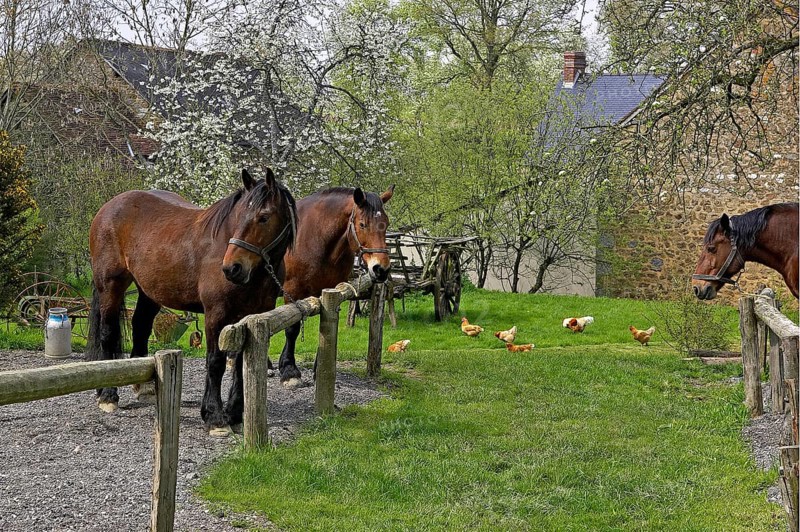 Cob Normand horse on the farm