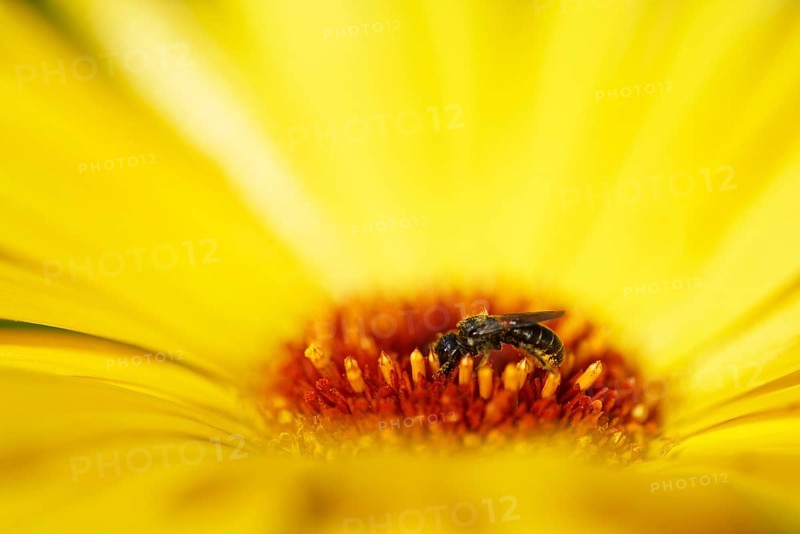 Shaggy bee