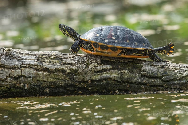 Florida Red-bellied Cooter