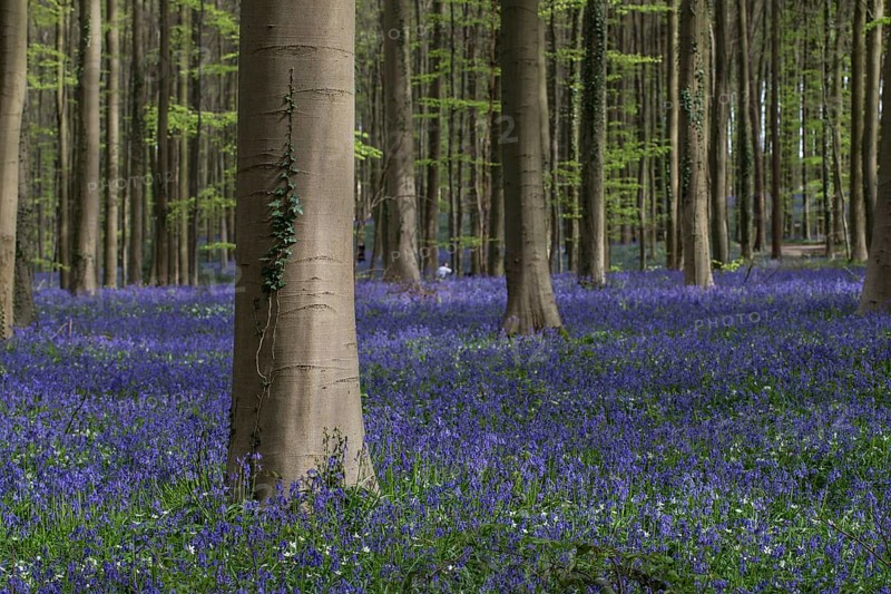Bluebells
