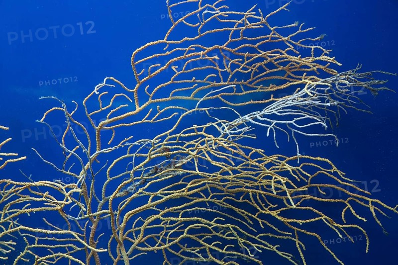 Coral