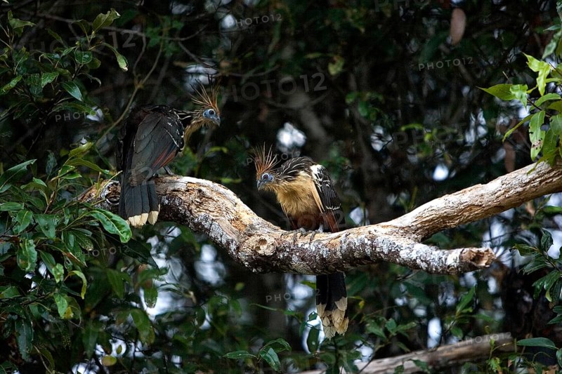 Hoatzin