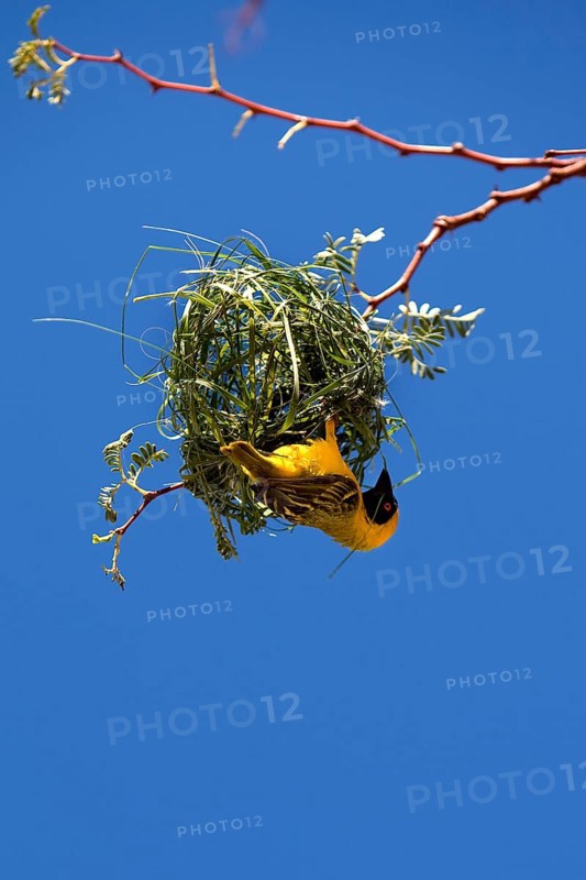 Southern Masked Weaver