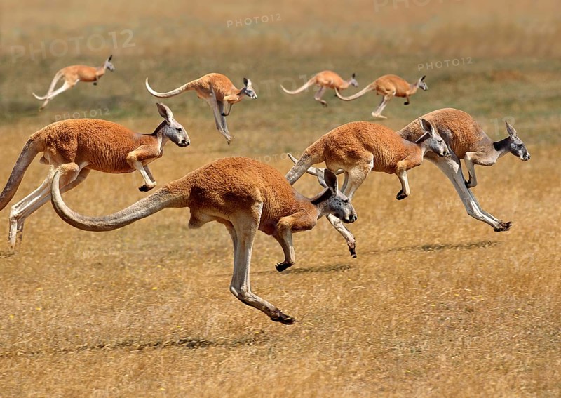 Red Kangaroo