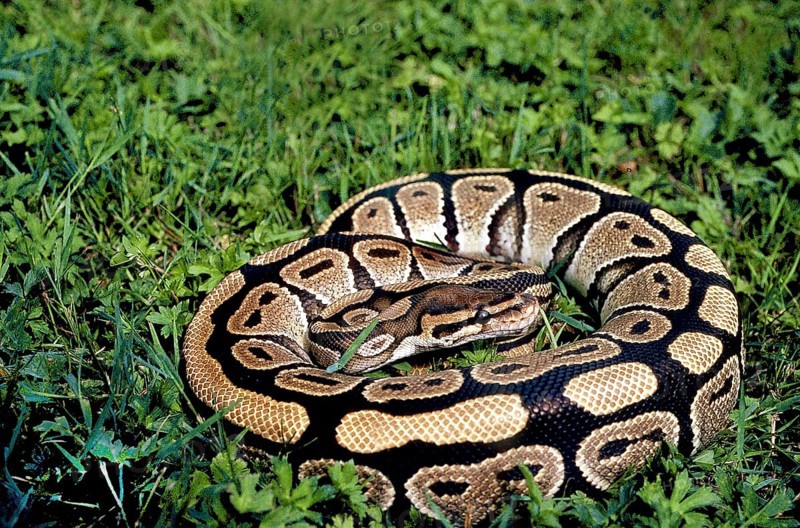 ROYAL Royal python