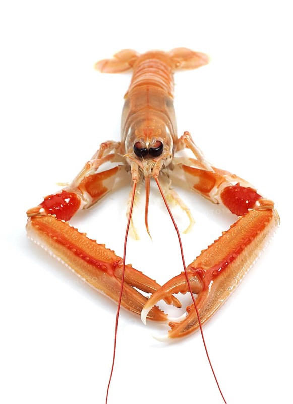 Dublin Bay prawn