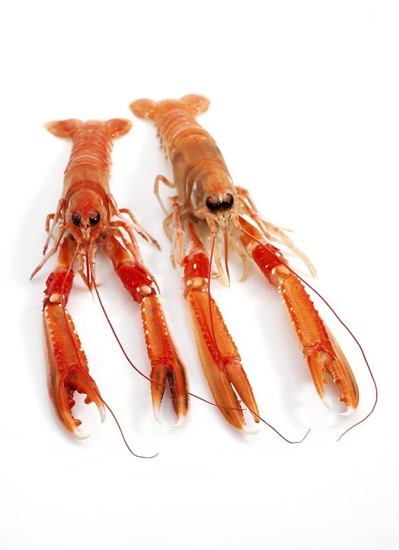 Dublin Bay prawn