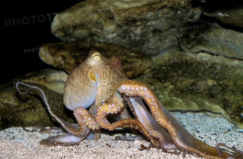 Octopus