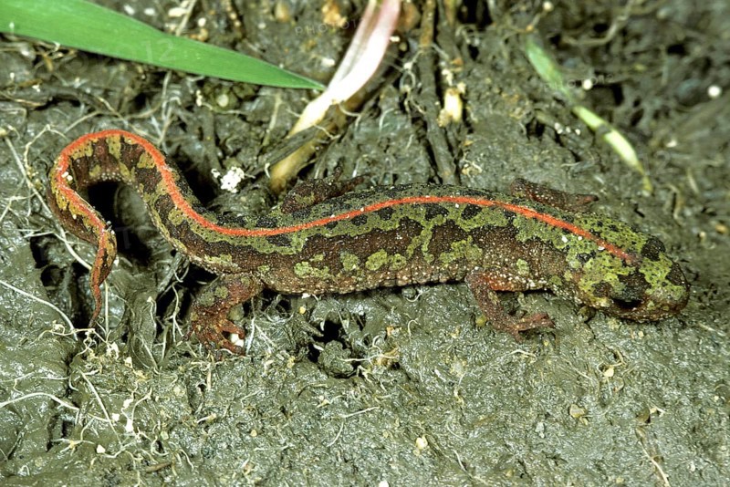 Marbled newt