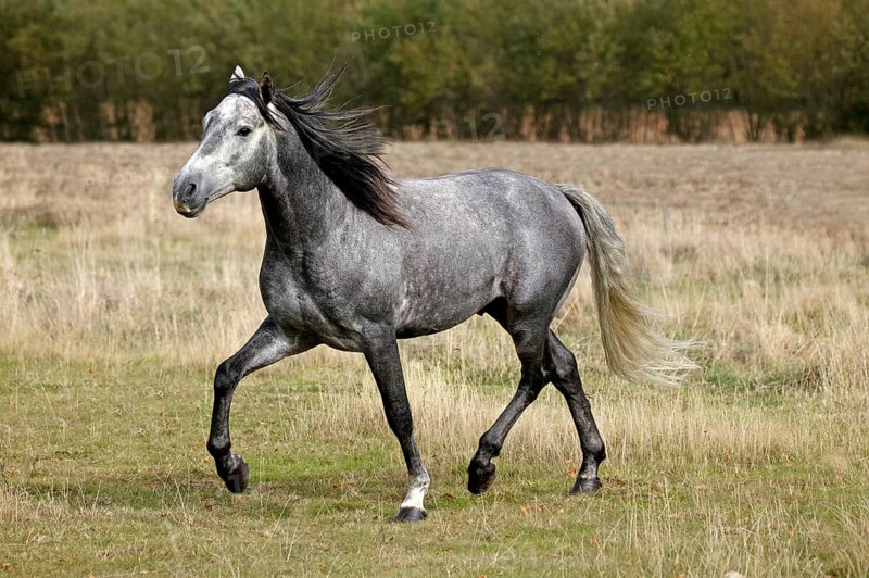 Lusitano stallion