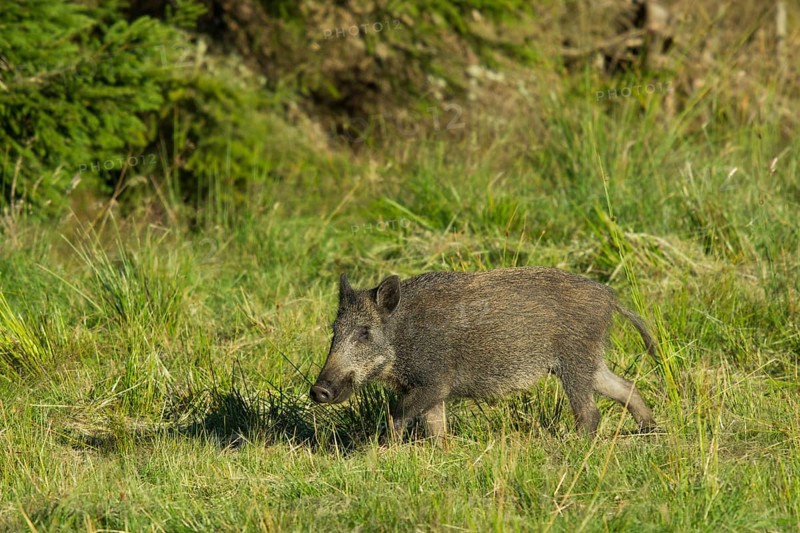 Wild Boar