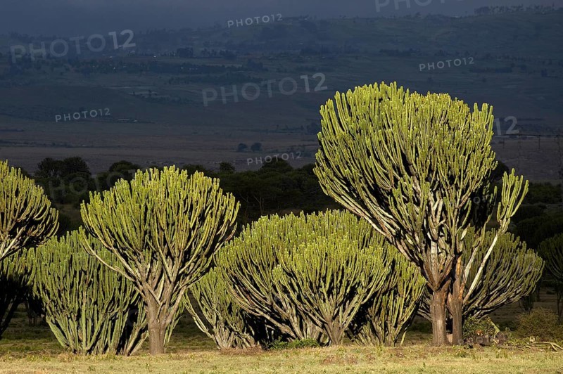 Euphorbia trees