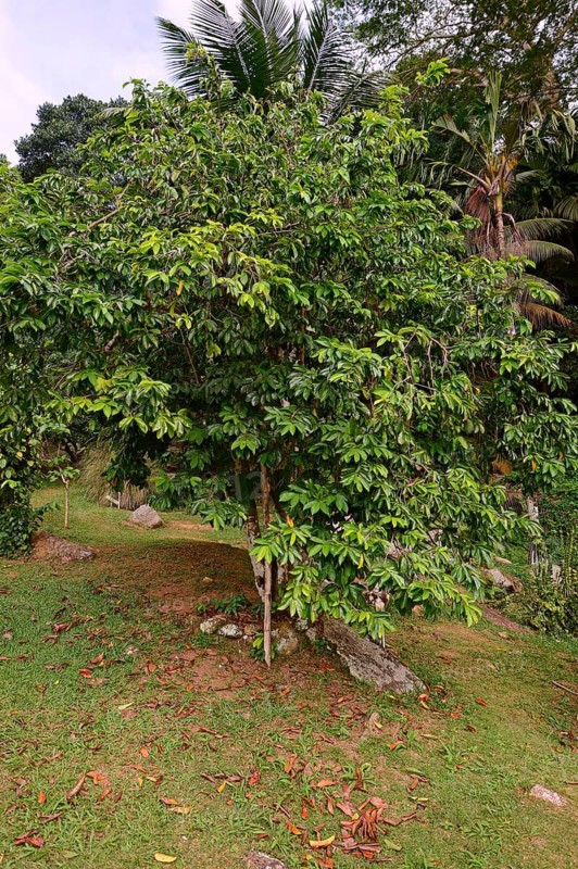 Soursop