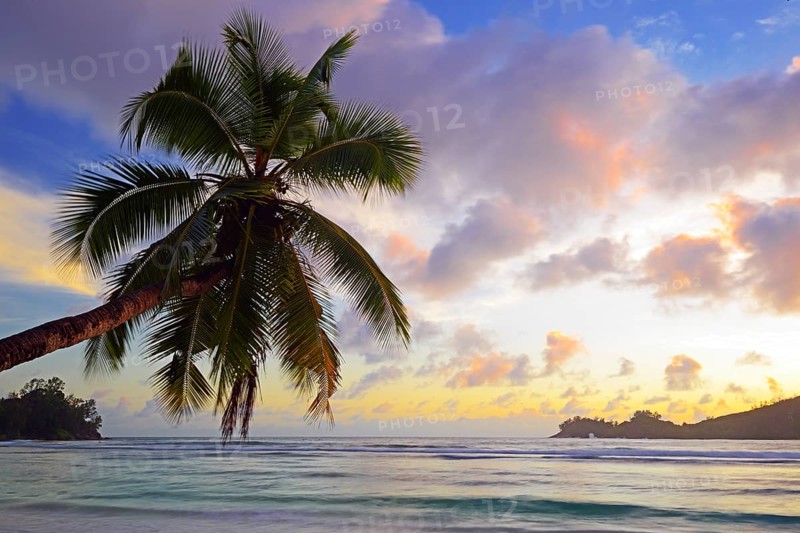 Overhanging coconut palm on the beautiful bay of Baie Lazare