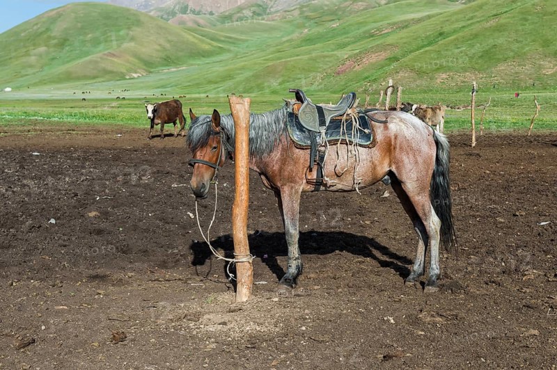 Horse attached to a pole