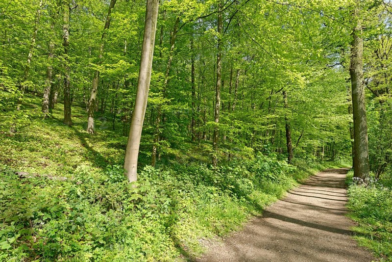 Forest path through copper beech forest