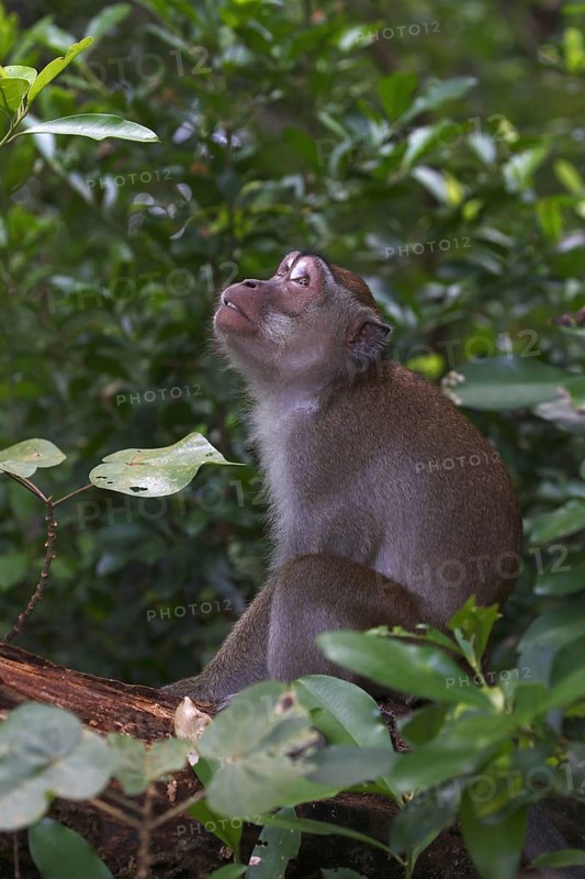 Crab-eating macaque