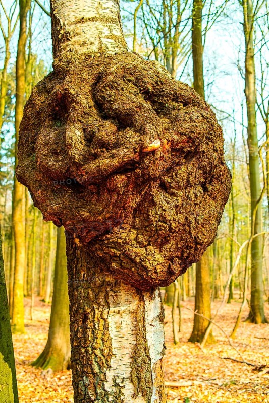 Burl