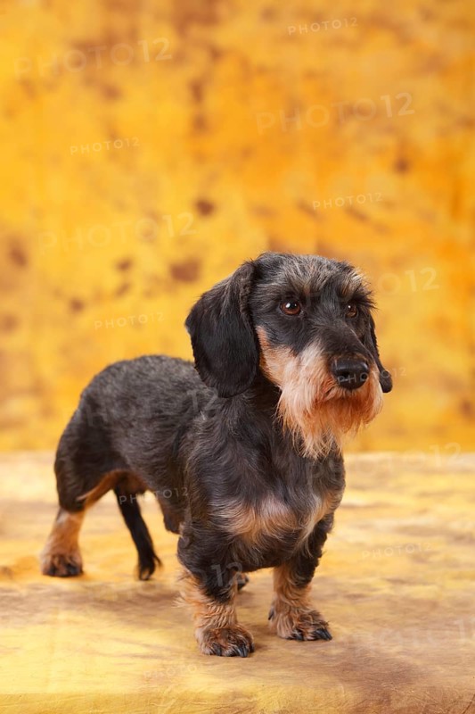 Dwarf grey haired dachshund