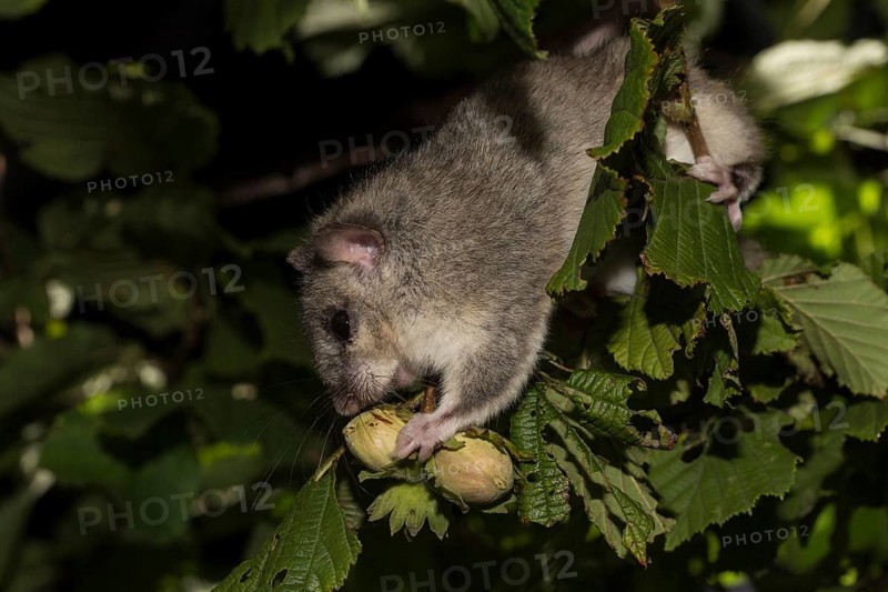 Fat dormouse