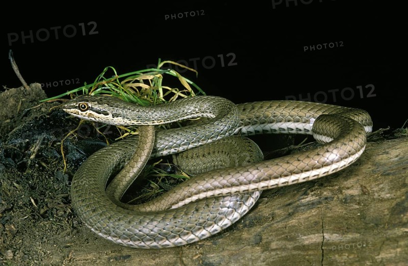 Schokar Sand Racer
