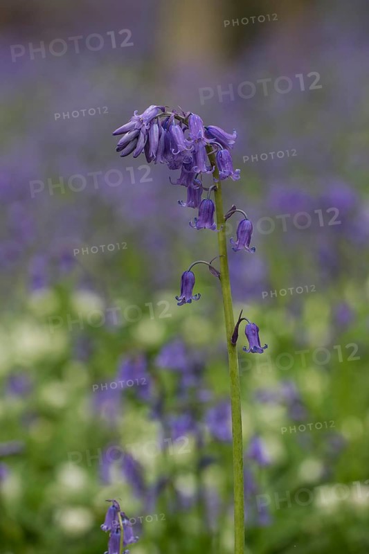 Bluebells