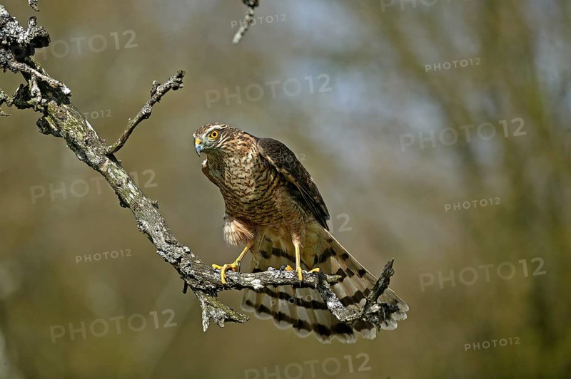 EUROPEAN SPARROWHAWK