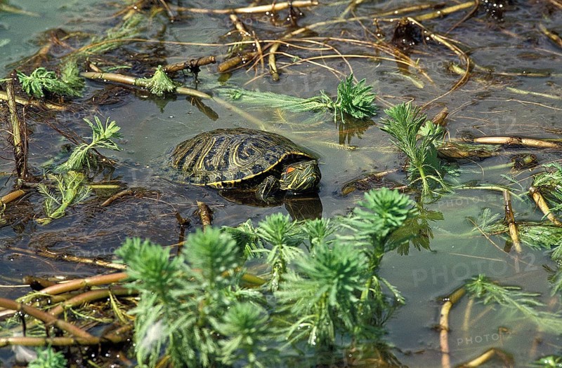 Red Eared Terrapin