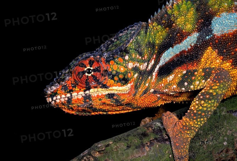 CLOSED CHAMELEON OR Jewel chameleon