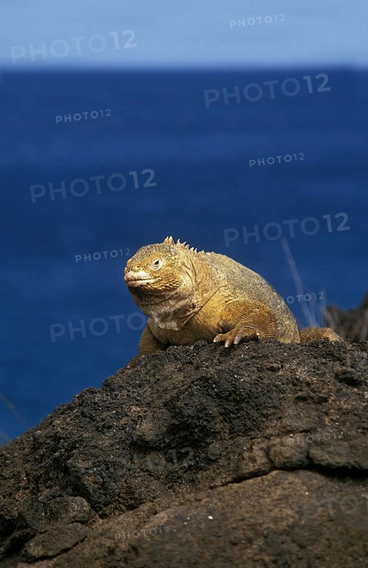 Galapagos Land Iguana