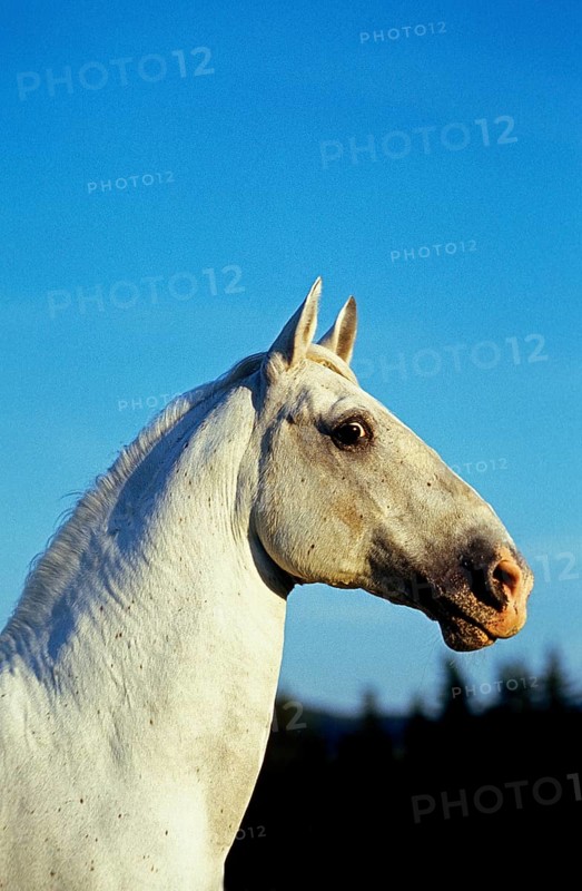 Lipizzaner horse