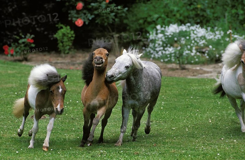 AMERICAN MINIATURE HORSE