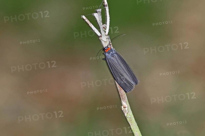 Red-collared Lichenbaer