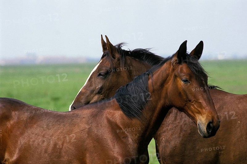 Nonius horse