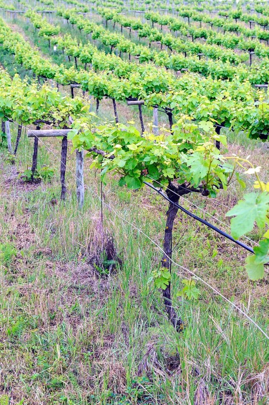 Old vines in the Orotava Valley