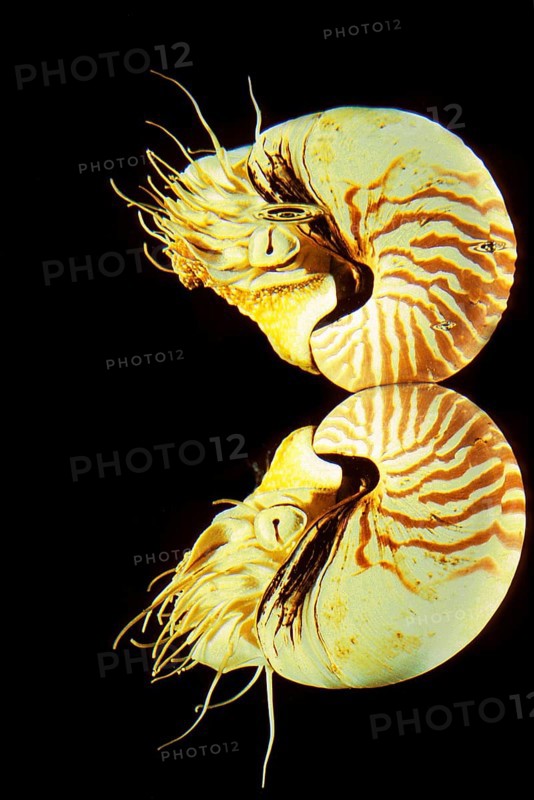 Nautilus