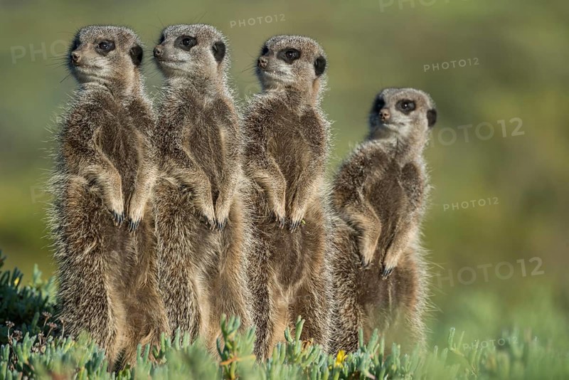 Meerkats