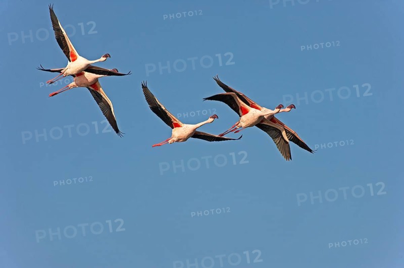 Lesser Flamingo