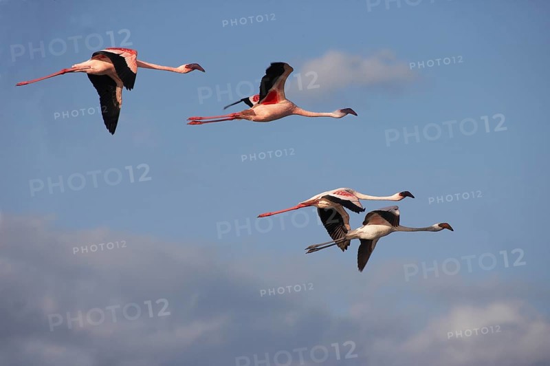 Lesser Flamingo