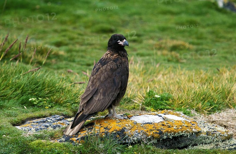 Striated Caracara